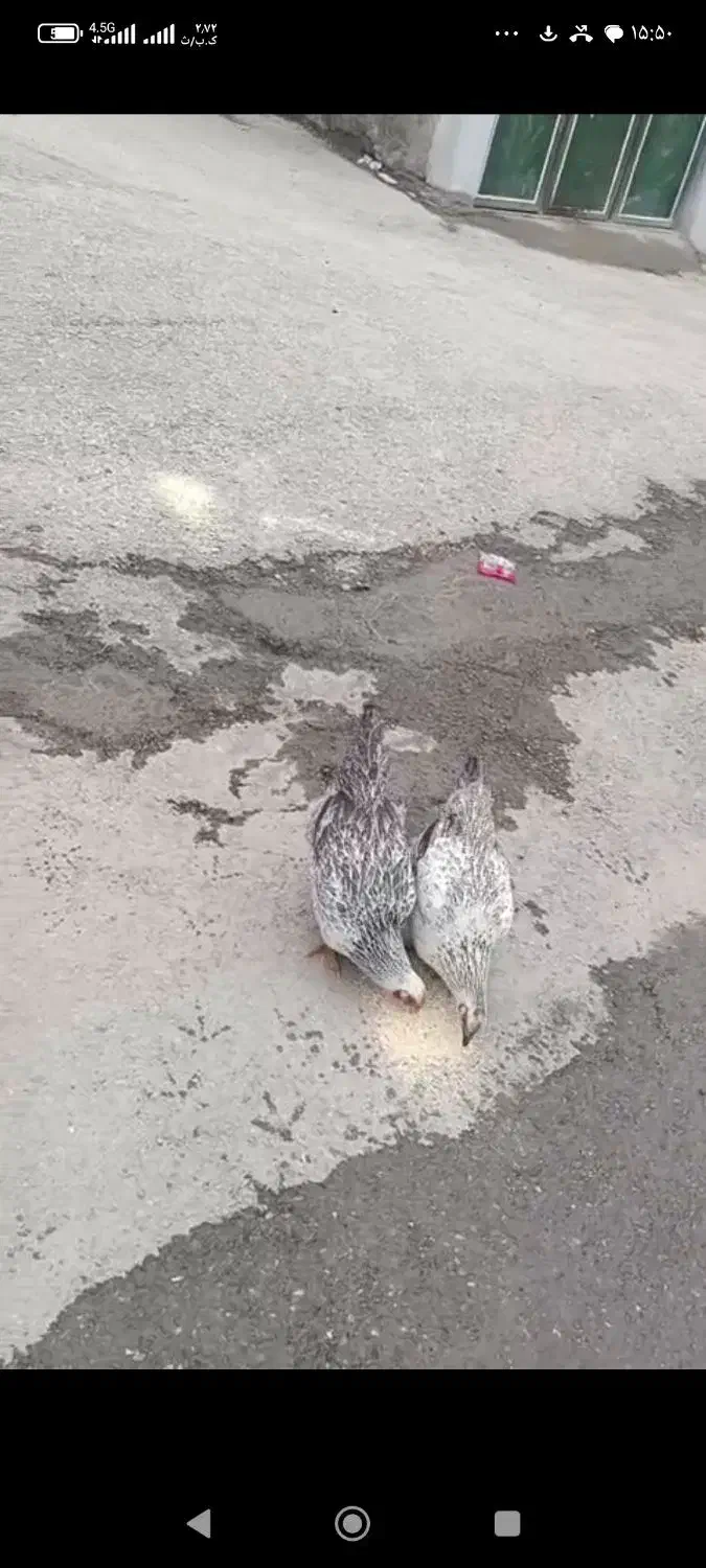 خروس و مرغ کردی محلی|حیوانات مزرعه|دیواندره, |دیوار