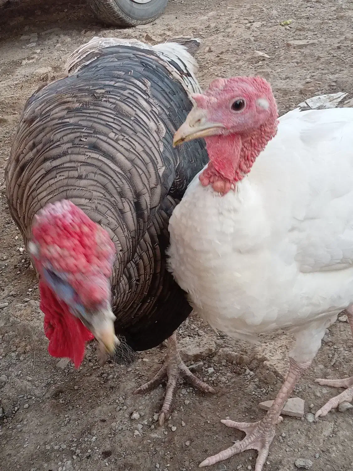 بوقلمون طبیعی دوتا نر دوتا ماده|پرنده|دره رود, |دیوار