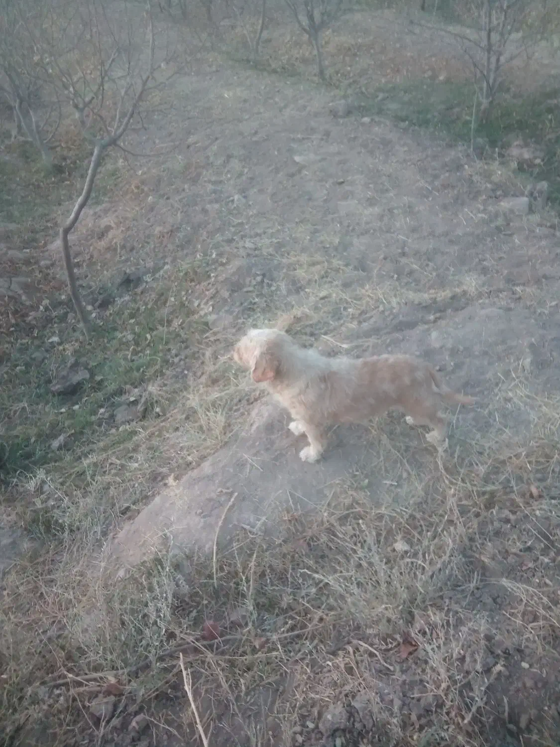 سگ پاکوتاه ماده|سگ|نیشابور, فضل|دیوار