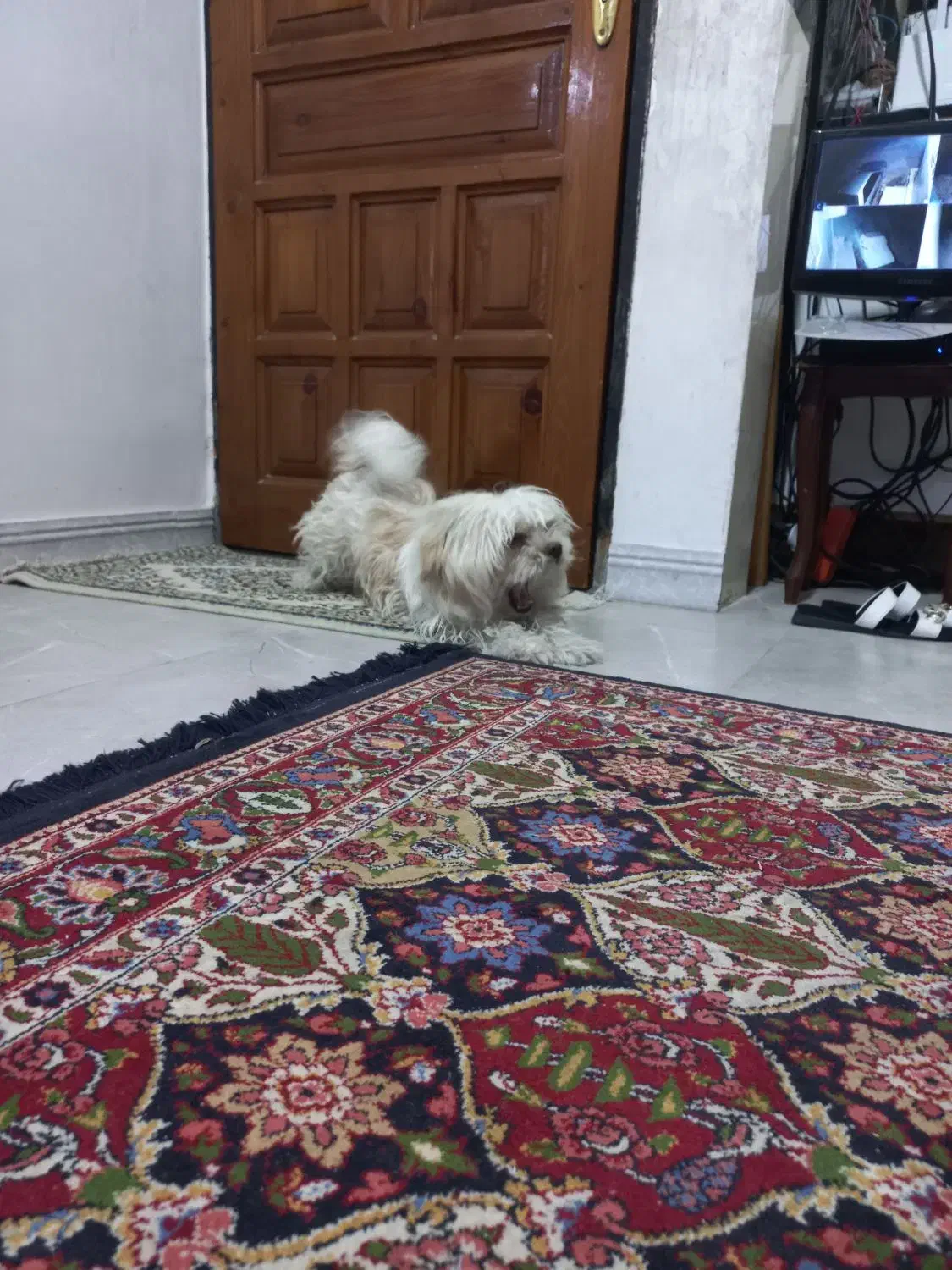 سگ اشپیز  میکس واقعا مهربا ودوست داشتنی|سگ|پاکدشت, پاکدشت (مامازند)|دیوار