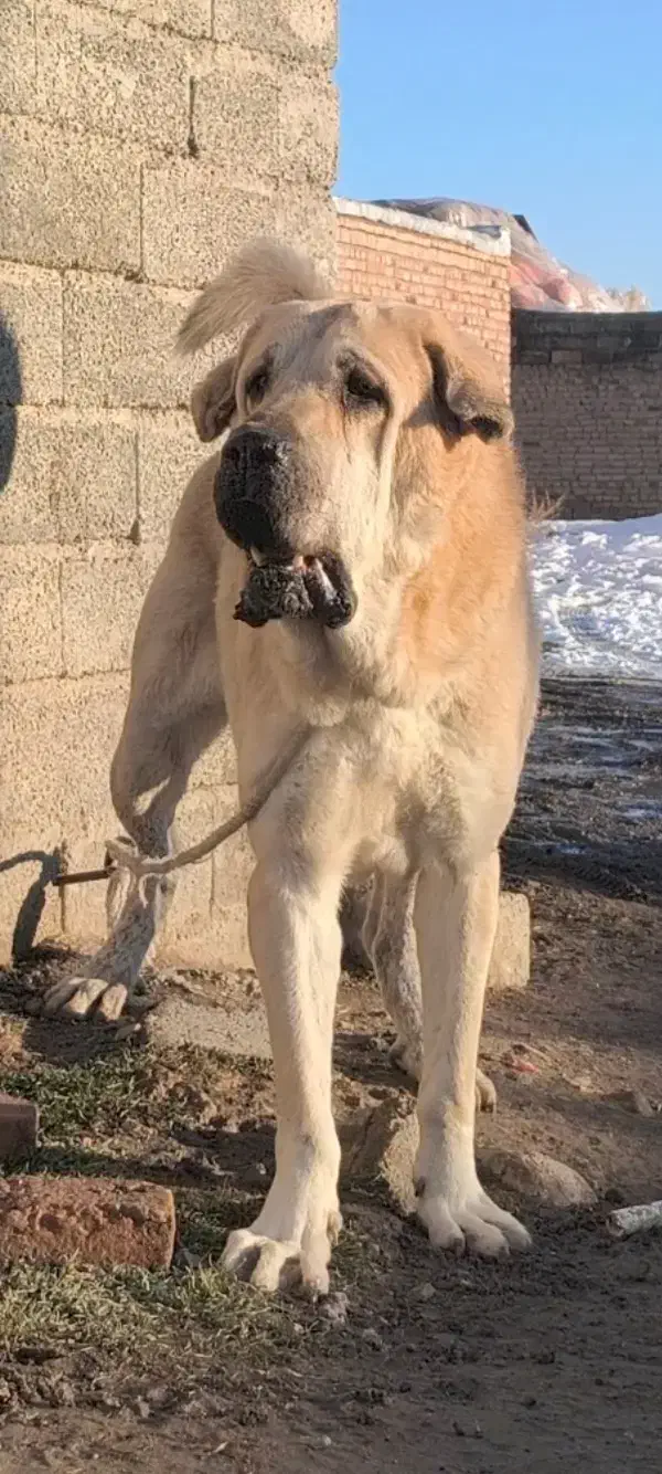 سگ نسلدار|سگ|گنبد کاووس, |دیوار