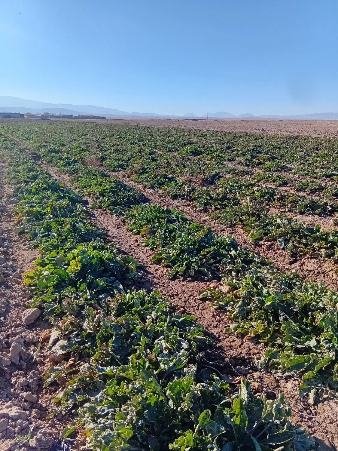 فروش چغندر قند شیرین|لوازم جانبی حیوانات|آبکوه, |دیوار