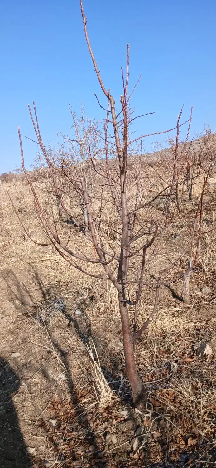 هرس درخت|خدمات باغبانی و درختکاری|خرم‌آباد, |دیوار