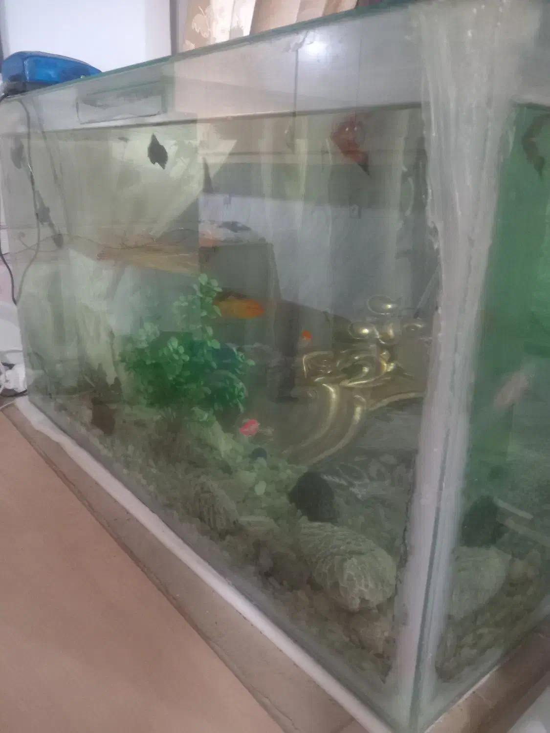 آکواریوم با کل وسایل موجود و ماهی|ماهی|سراب, |دیوار