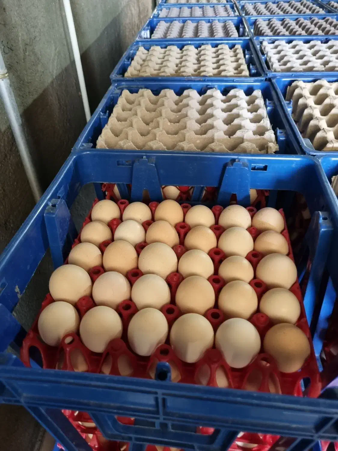 تخم مرغ محلی عمده|خوردنی و آشامیدنی|خوی, |دیوار