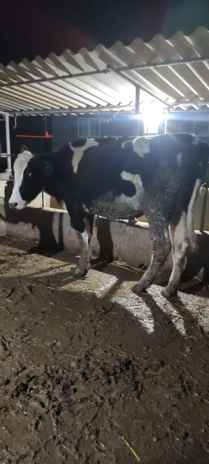 گاو قربانی|حیوانات مزرعه|سیمین شهر, |دیوار