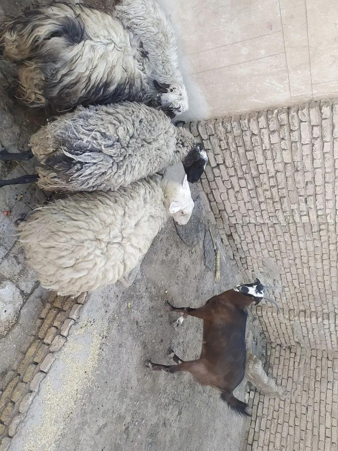 بره|حیوانات مزرعه|شاهین‌شهر, مورچه خورت|دیوار