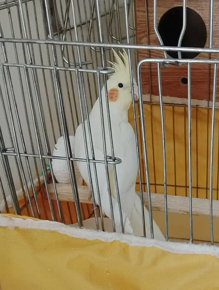 عروس هلندی ماده دستی|پرنده|گلپایگان, |دیوار