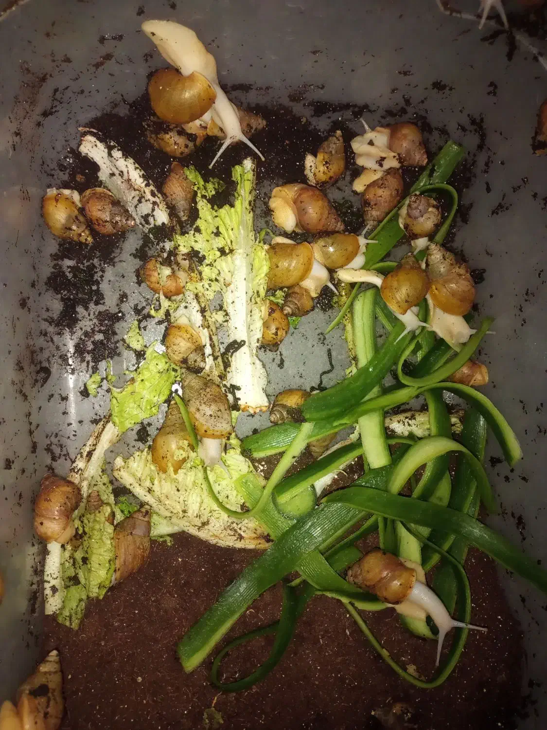 حلزون|خزنده|قم, شاه ابراهیم|دیوار