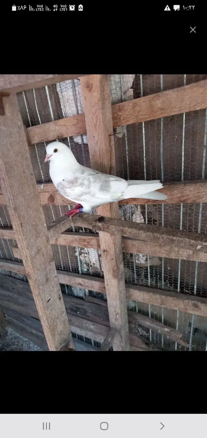 پیداشده|حیوانات|شهریار, شهرک امیریه|دیوار