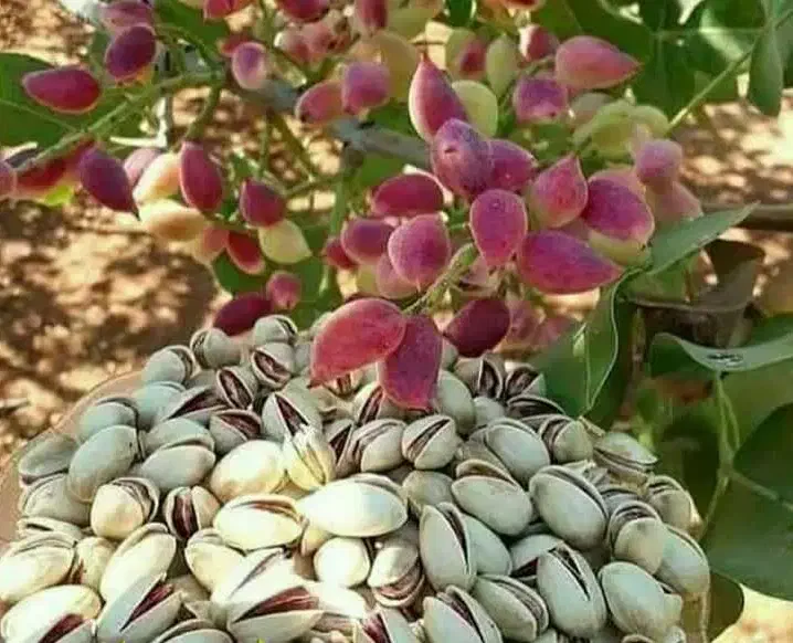 تولید و فروش پایه ممتاز|خدمات باغبانی و درختکاری|شاهین دژ, |دیوار