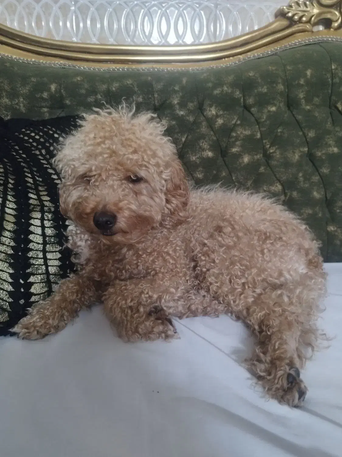 سگ پودل|سگ|مشهد, هنرور|دیوار