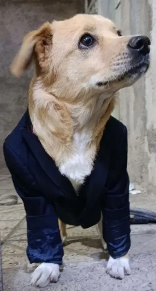 سگ اشپیتس پامریان|سگ|محمدیه-قزوین, |دیوار