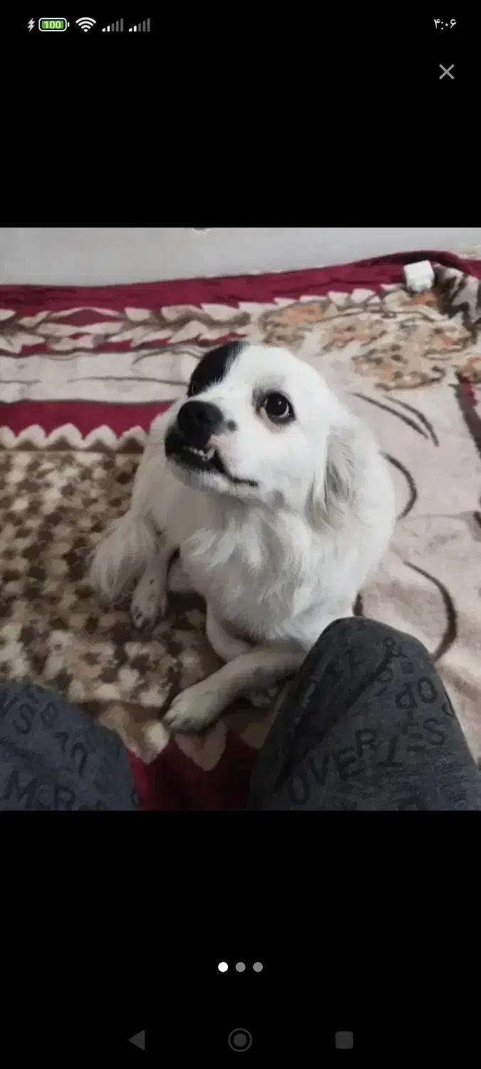 سگم تو بهبهان گم شده|حیوانات|بندر امام خمینی, |دیوار