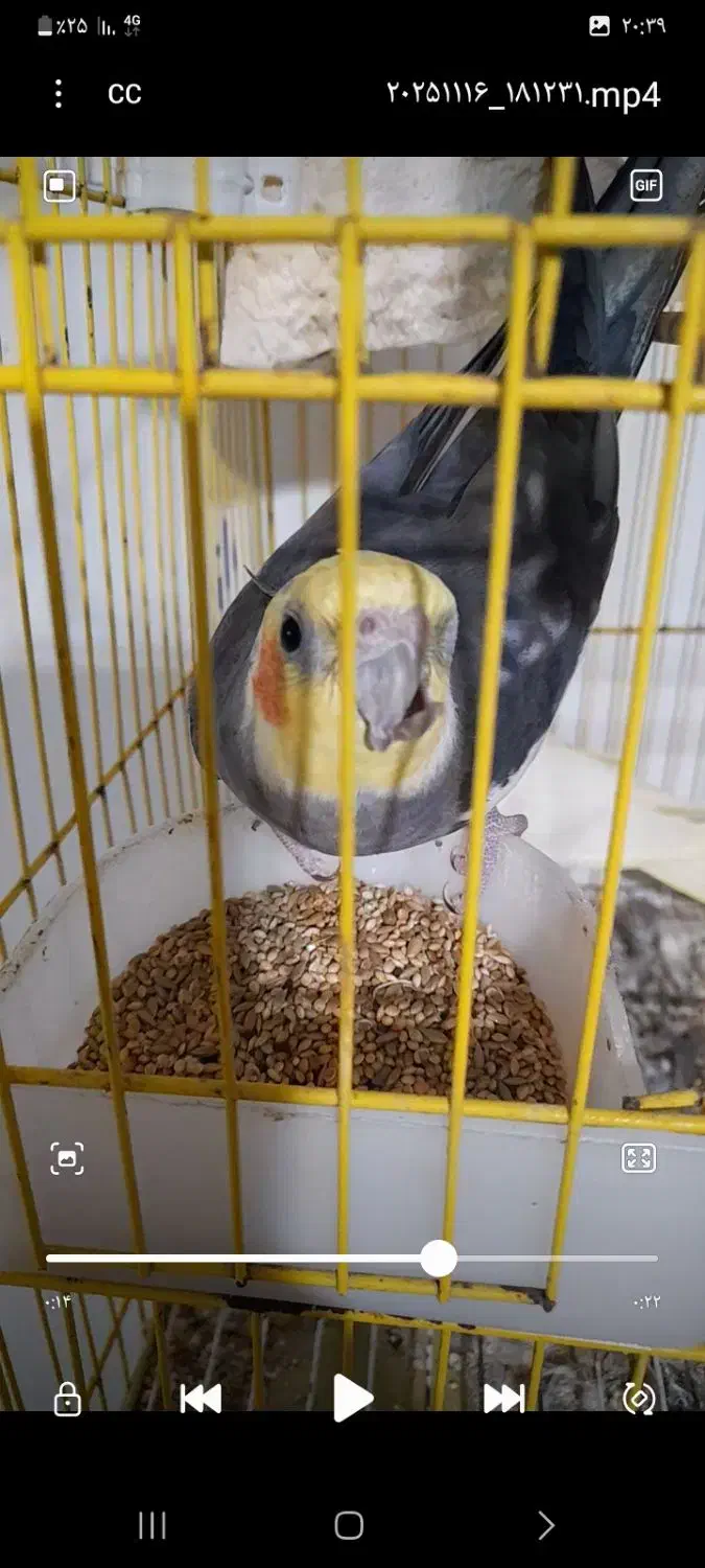 عروس هلندی گمشده  ۱ میلیون  مژدگانی برای یابنده|حیوانات|رشت, شهرک شهید مفتح|دیوار