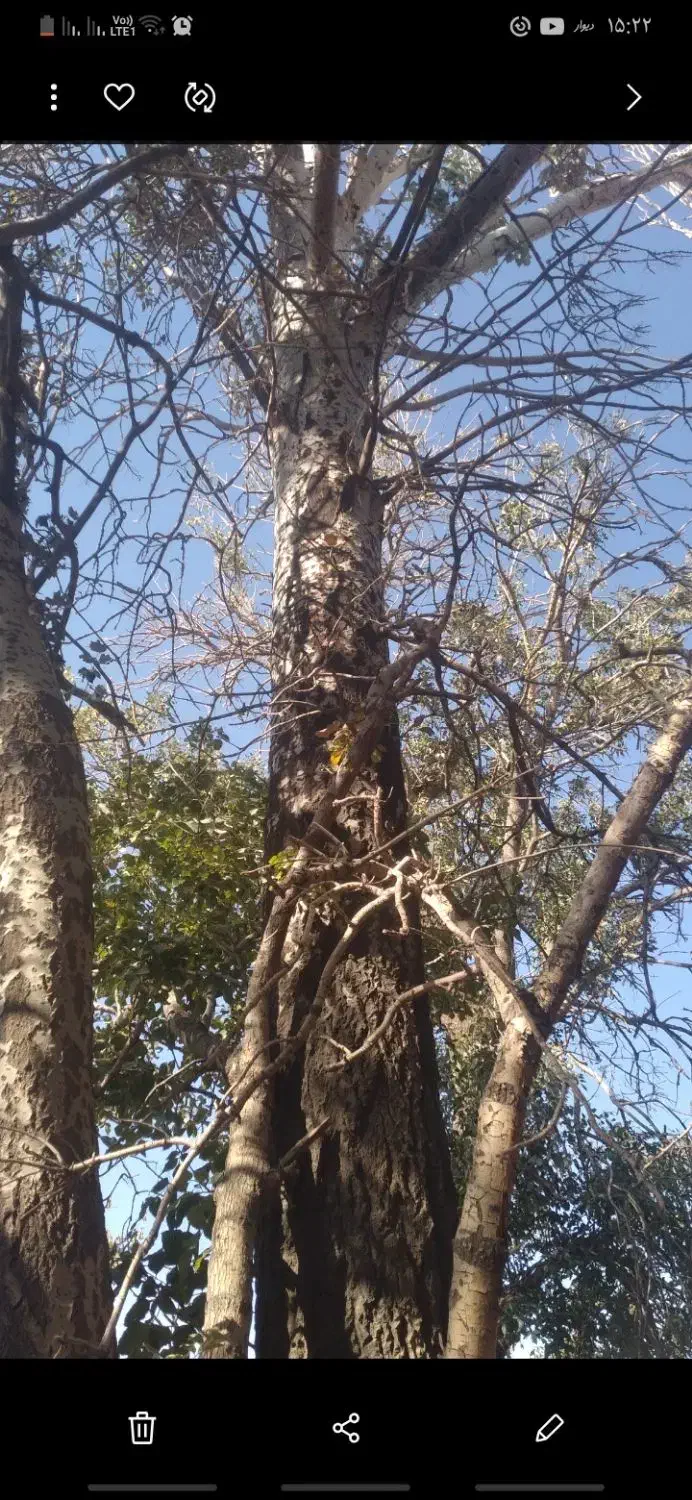 درخت|گل و گیاه طبیعی|گل تپه, |دیوار