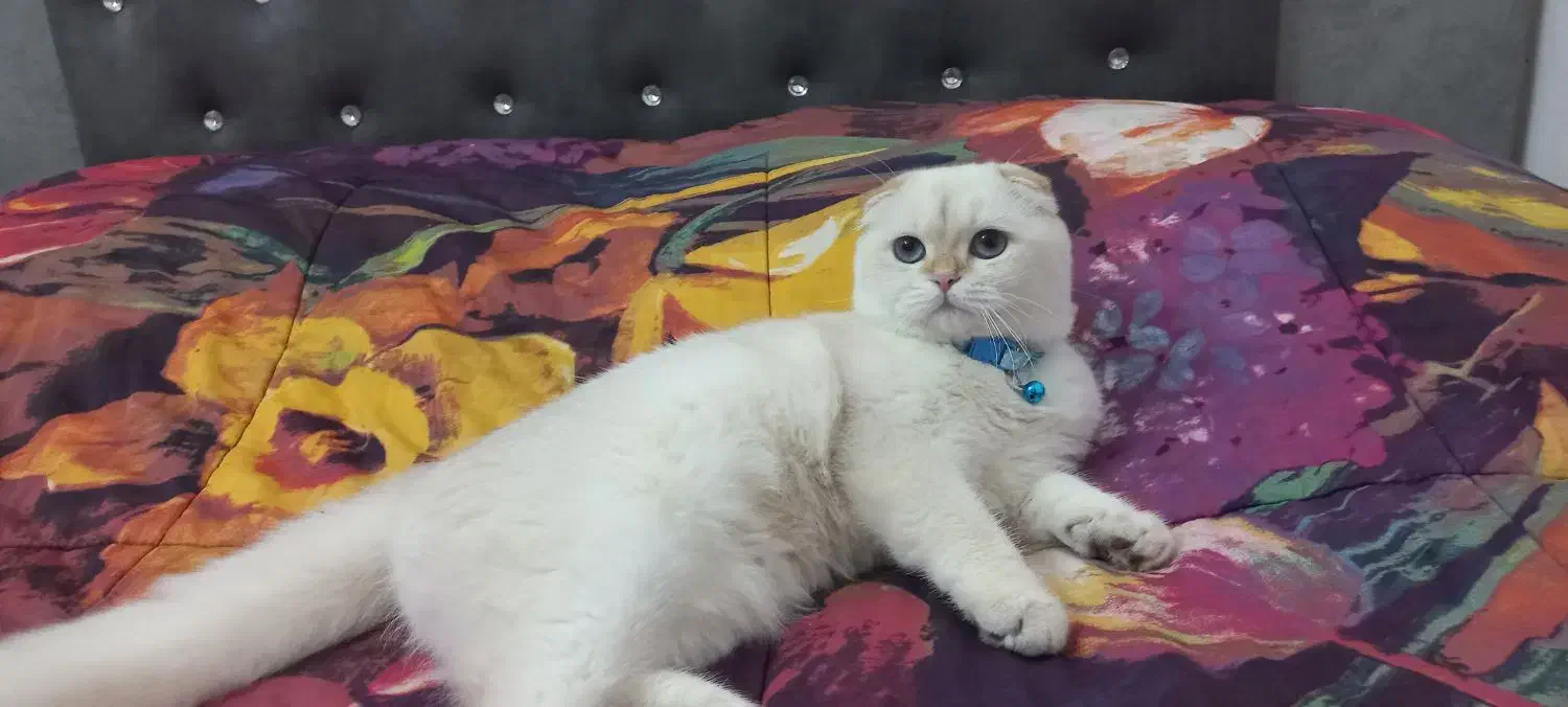 گربه اسکاتیش دبل فولد|گربه|گلپایگان, |دیوار