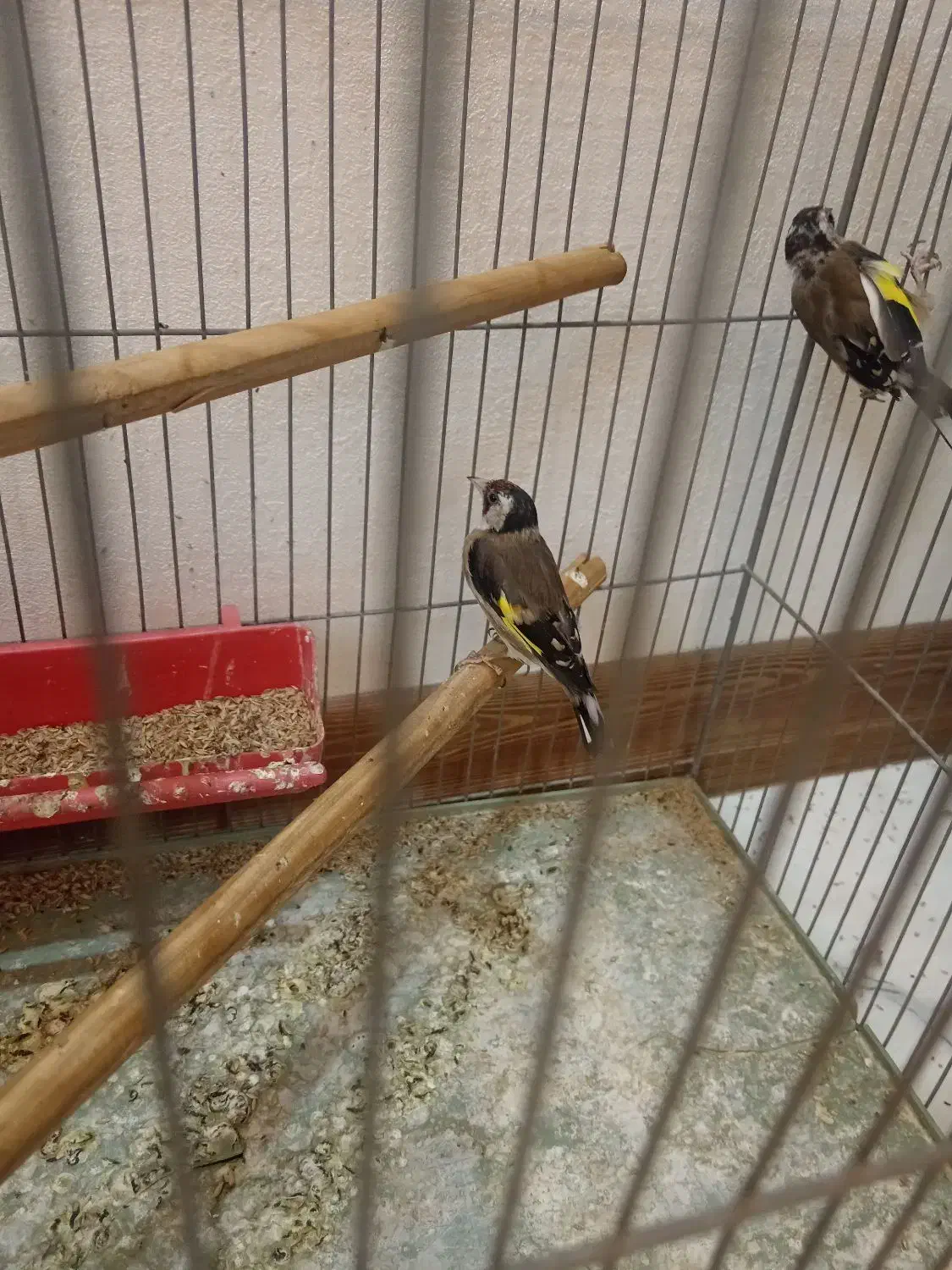 سهره ماده|پرنده|اصفهان, عطار نیشابوری|دیوار