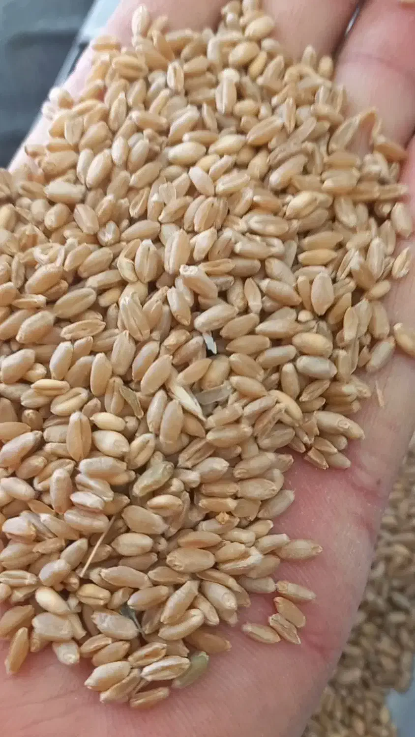 گندم|لوازم جانبی حیوانات|بوئین زهرا, |دیوار