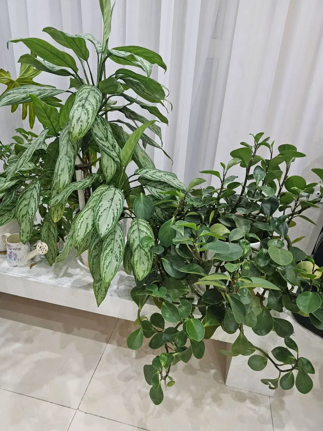 گل طبیعی|گل و گیاه طبیعی|شهریار, شهرک شاهد|دیوار