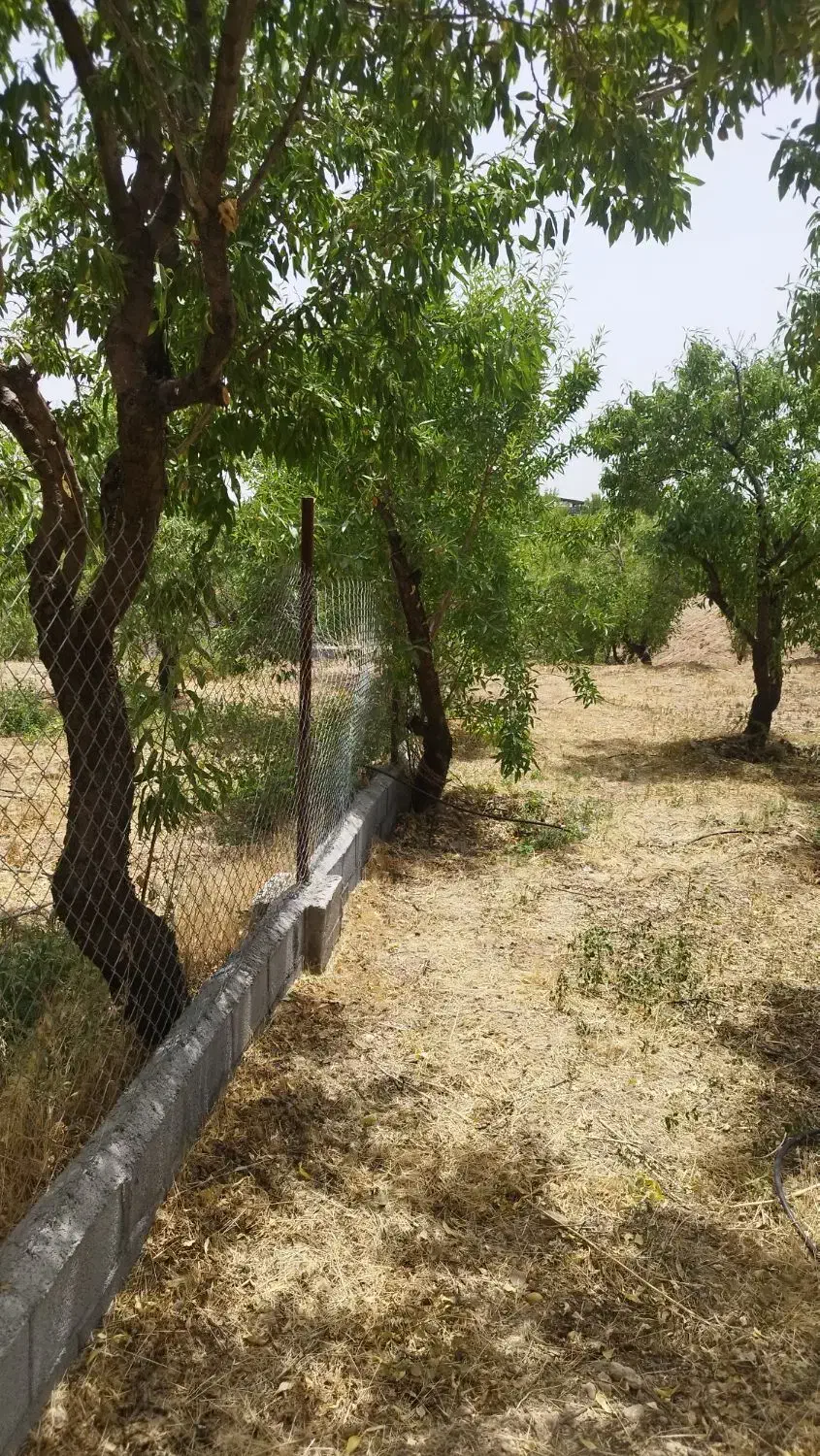 فروش چند قطعه باغ بار بده پل زمانخان|فروش زمین و ملک کلنگی|خمینی‌شهر, |دیوار