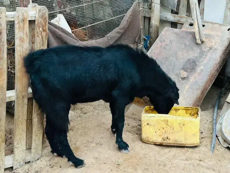 فروش چند عدد نری وقوچ شهری و چاق|حیوانات مزرعه|قشم, |دیوار