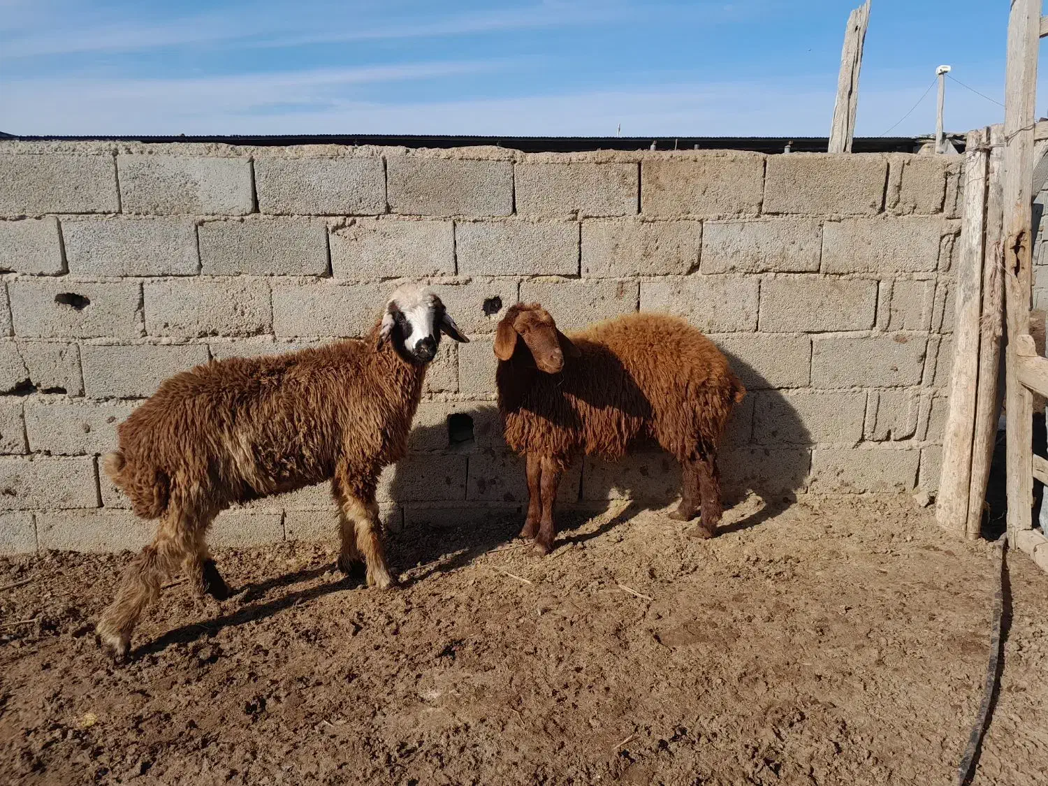 بره نر و ماده|حیوانات مزرعه|گنبد کاووس, |دیوار