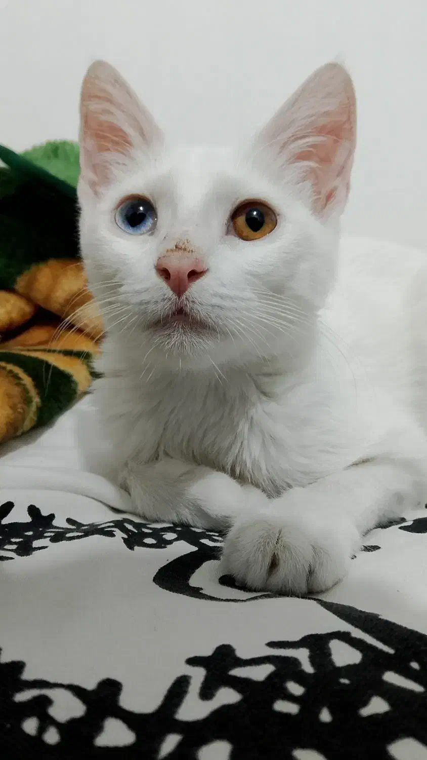 واگذاری گربه سه ماهه|گربه|مریوان, |دیوار