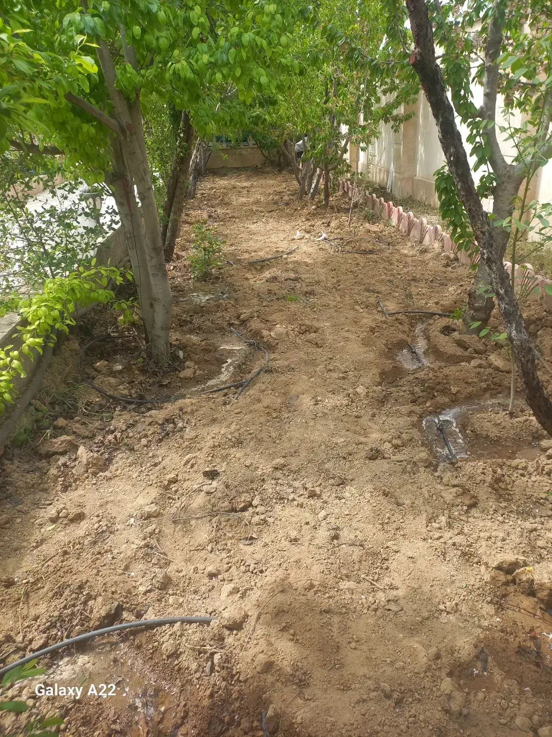 کلیه امور باغبانی هرس.علفزنی.سم پاشی کاشت نهال|خدمات باغبانی و درختکاری|هشتگرد, شهرک ولیعصر (مصلی)|دیوار