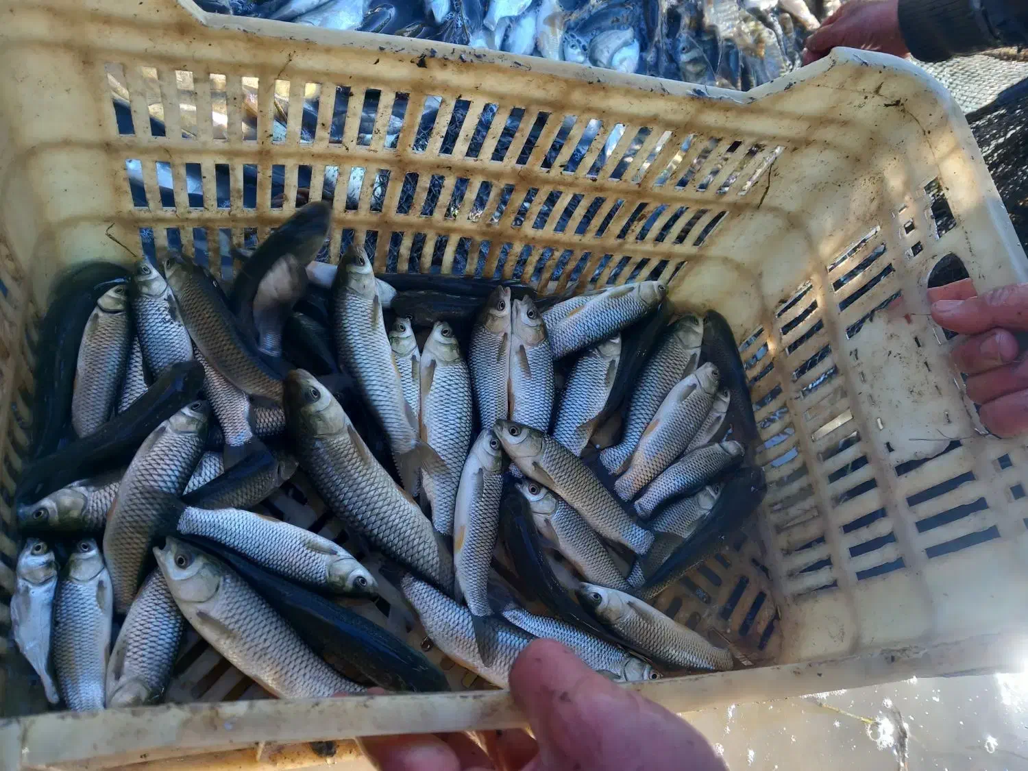 بچه ماهی گرم ابی|ماهی|سورک, |دیوار