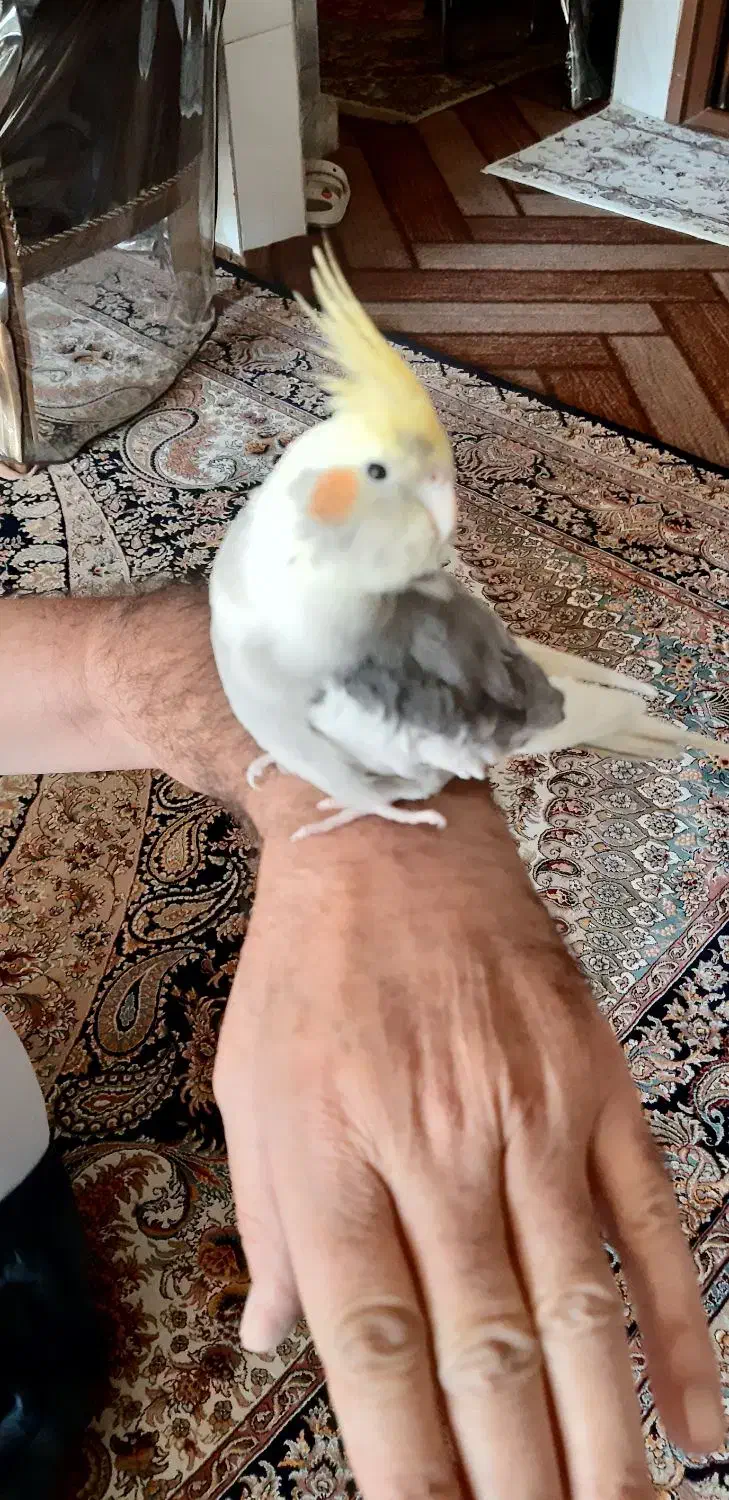 عروس هلندی ابلغ نازنازی|پرنده|پیر بکران, |دیوار