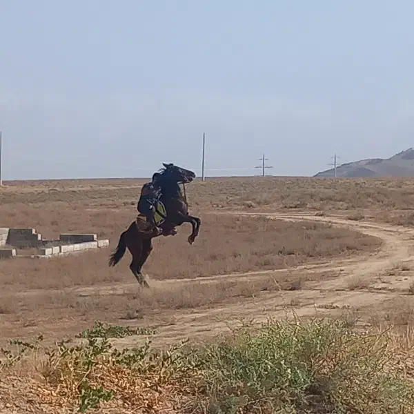 مادیان کرد|اسب و تجهیزات اسبسواری|خدا آفرین, |دیوار