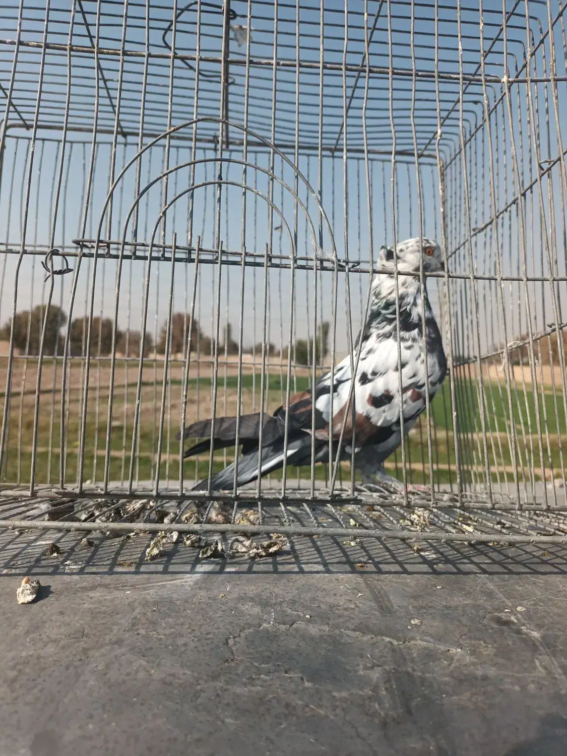 کبوتراصفهانی|پرنده|خمینی‌شهر, |دیوار