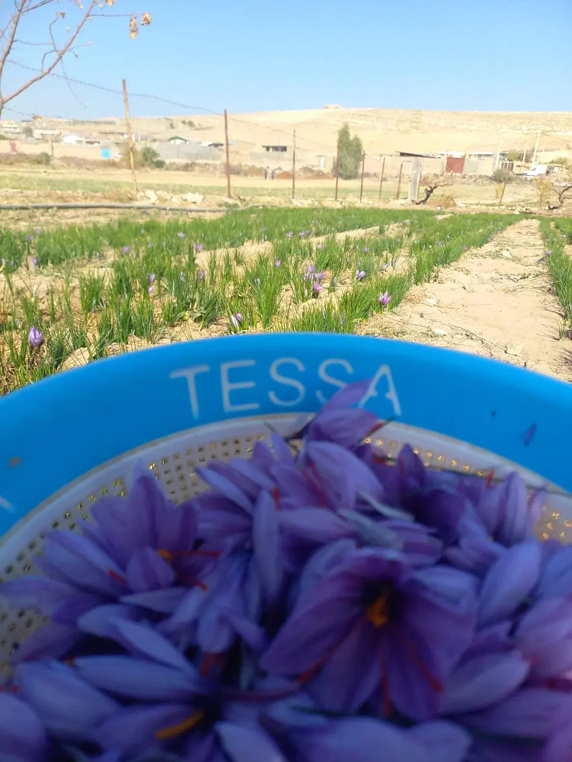 زعفران درجه یک یک همراه با بوی عطر|خوردنی و آشامیدنی|کوهدشت, |دیوار