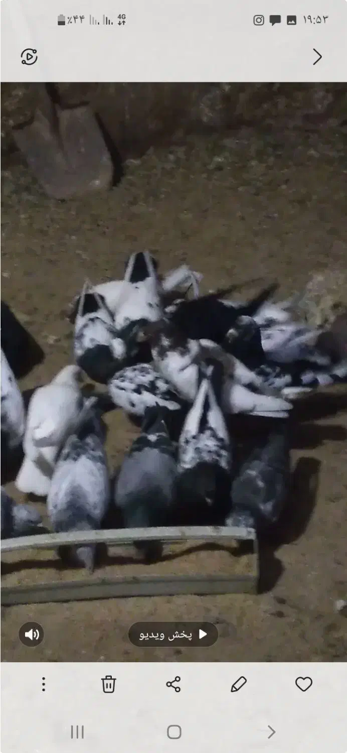 کبوتر|پرنده|آبکوه, |دیوار