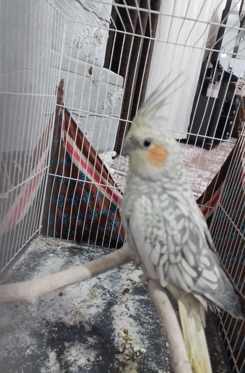 عروس هلندی|پرنده|نصر آباد, |دیوار