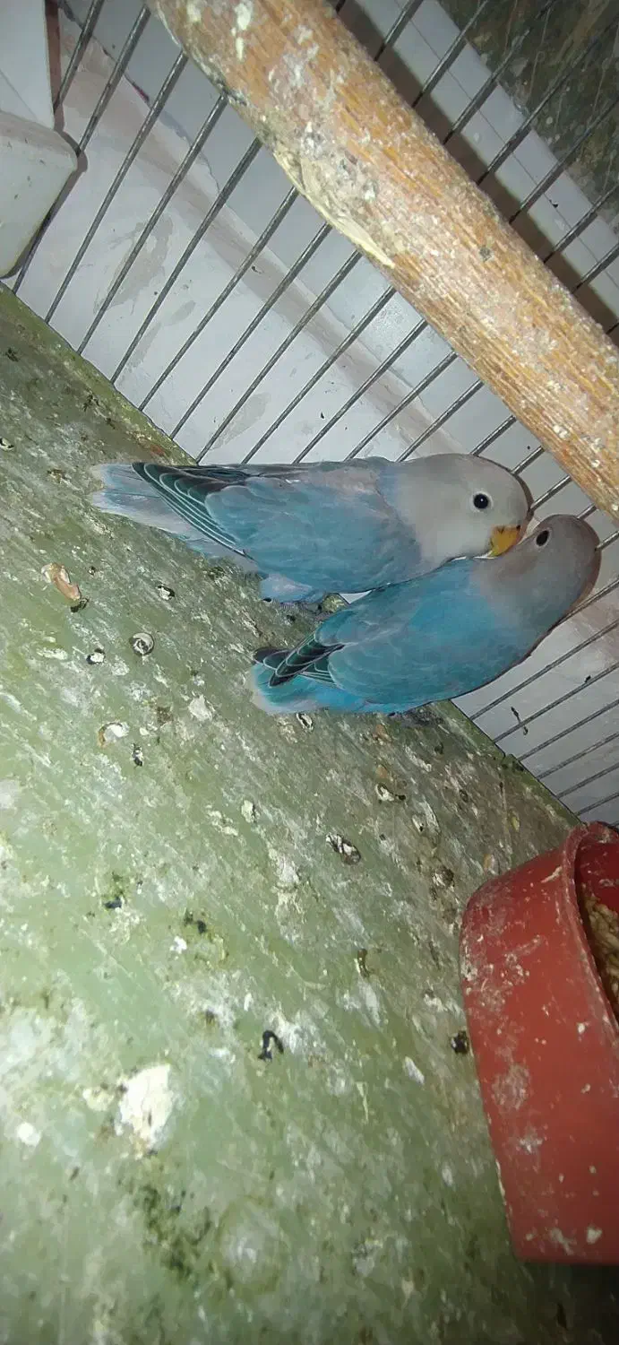 طوطی کوتوله|پرنده|میانه, |دیوار