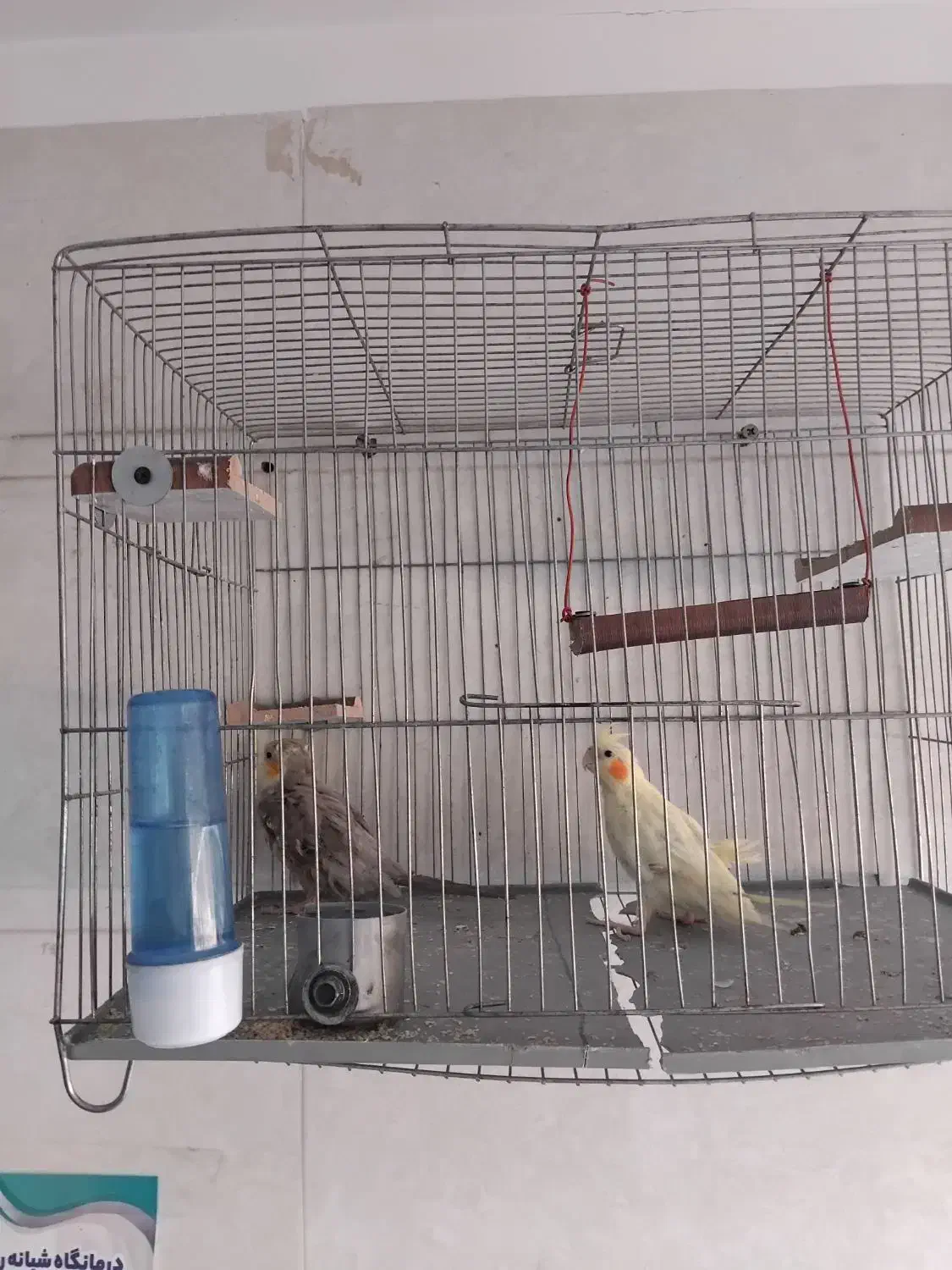 عروس هلندی جفت با قفس|پرنده|قم, پردیسان|دیوار