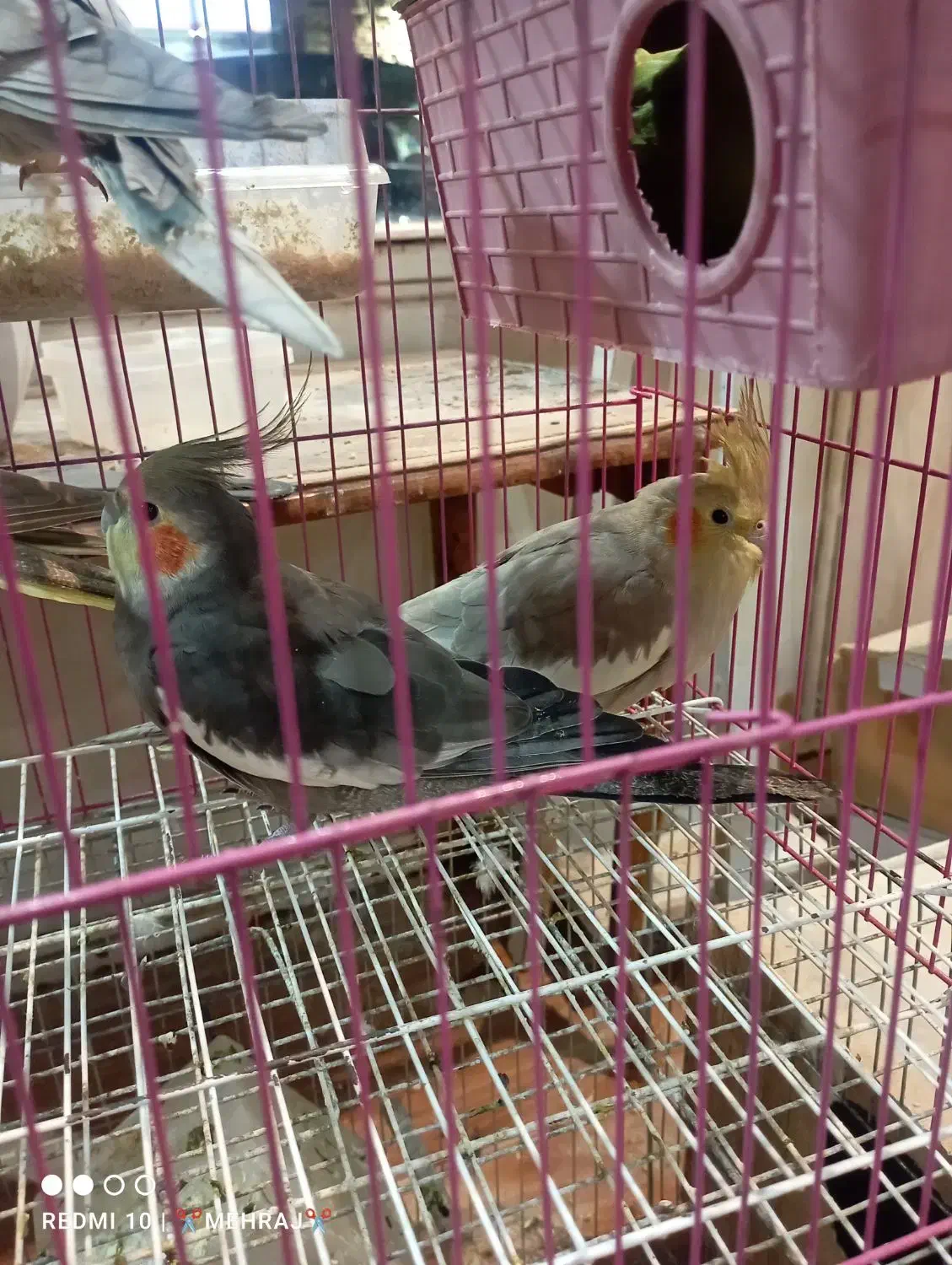 پرنده|پرنده|مینودشت, |دیوار