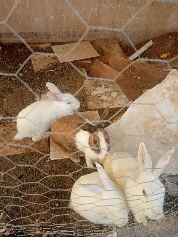 خرگوش|موش و خرگوش|شیراز, مسلم|دیوار