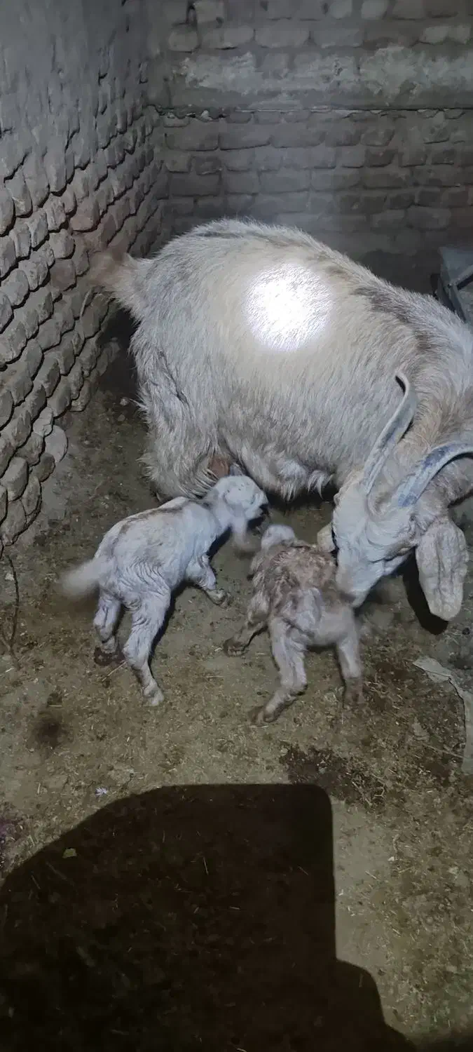 بزغاله شیری|حیوانات مزرعه|سده (خراسان جنوبی), |دیوار