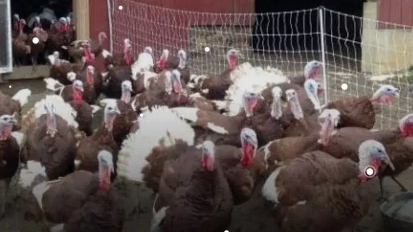 فروش بوقلمون نر محلی جوان. و سالم برای شب چله|حیوانات مزرعه|دهگلان, |دیوار