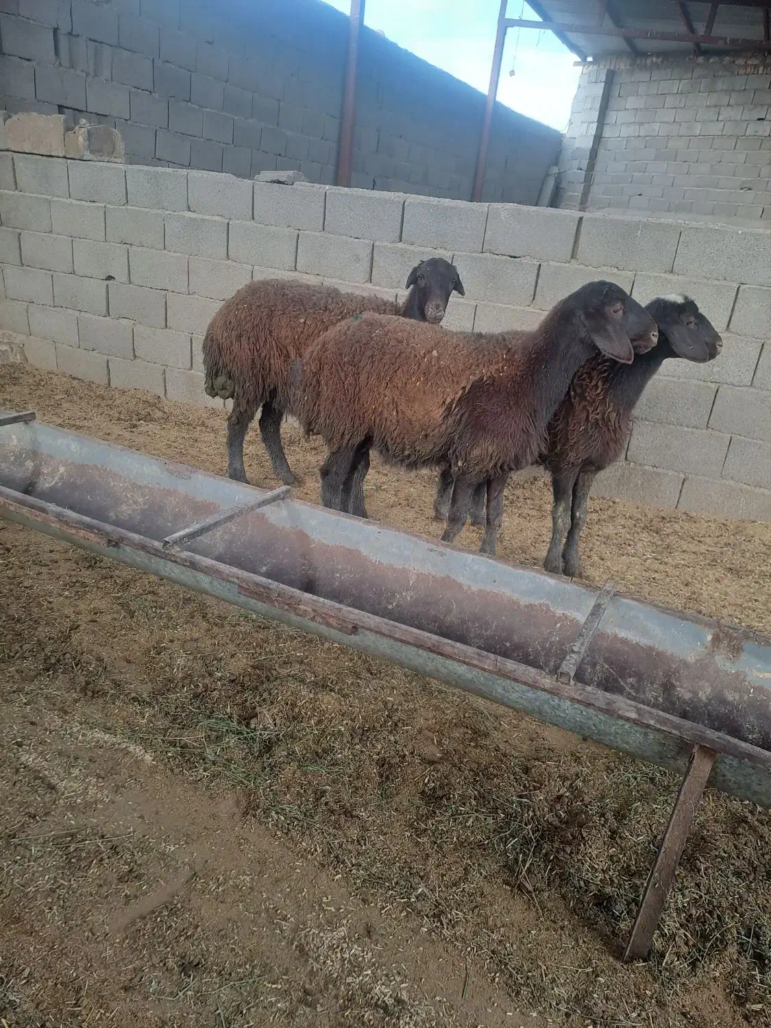 بره ماده خوشکل قلمدار|حیوانات مزرعه|مشهد, اروند|دیوار