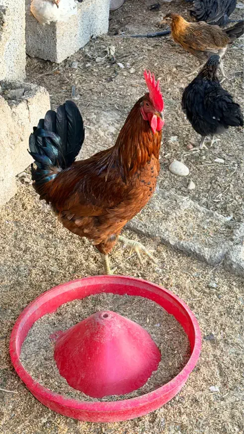 خروس جوان فروشی|حیوانات مزرعه|بهبهان, |دیوار