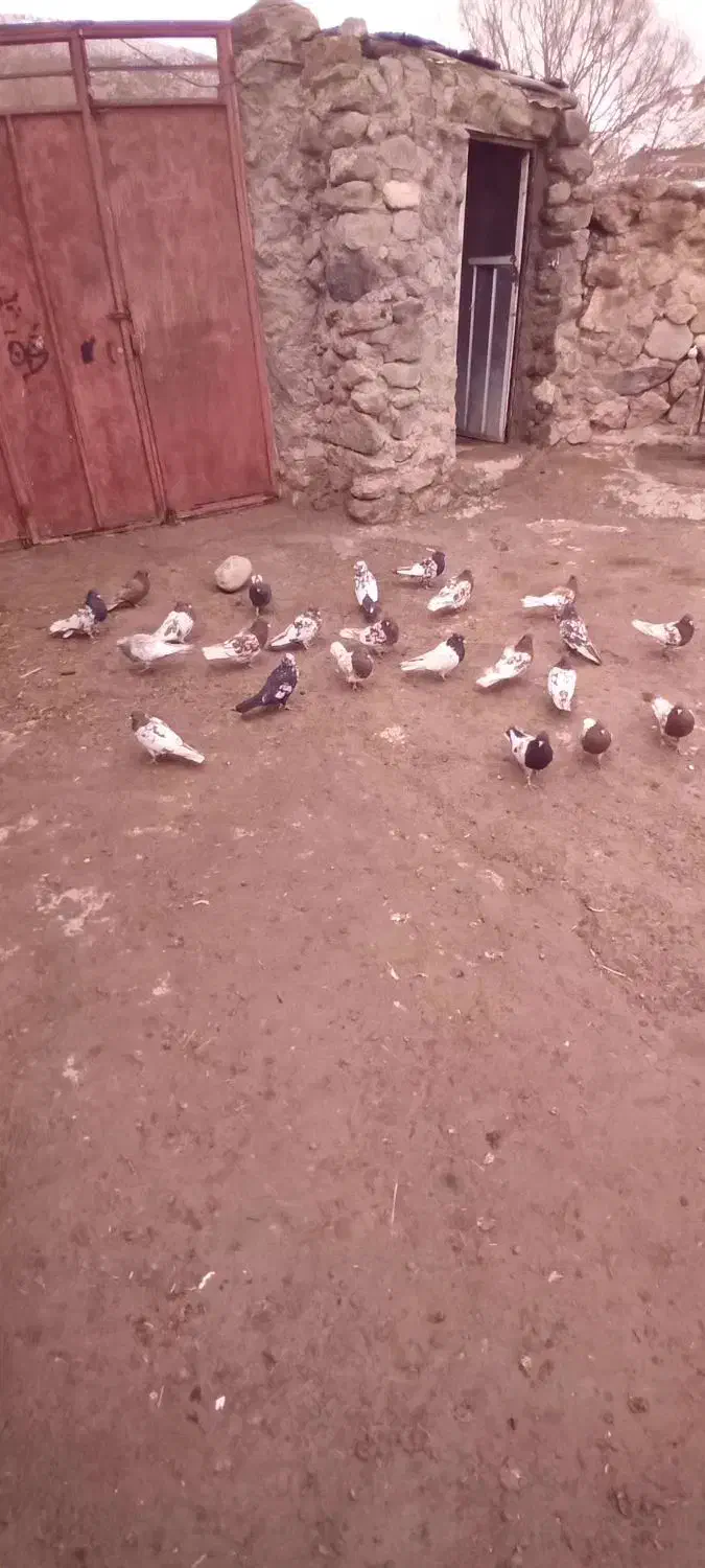 ۱۰۰۰|پرنده|سراب, |دیوار