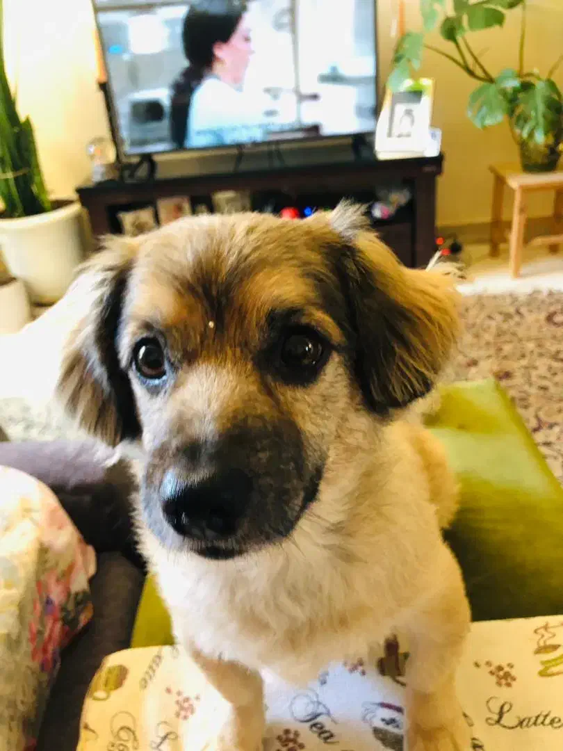 نظافت و آشپزی و نگهداری یک میانسال|استخدام سرایداری و نظافت|هشتگرد, شهرک ایران خودرو|دیوار