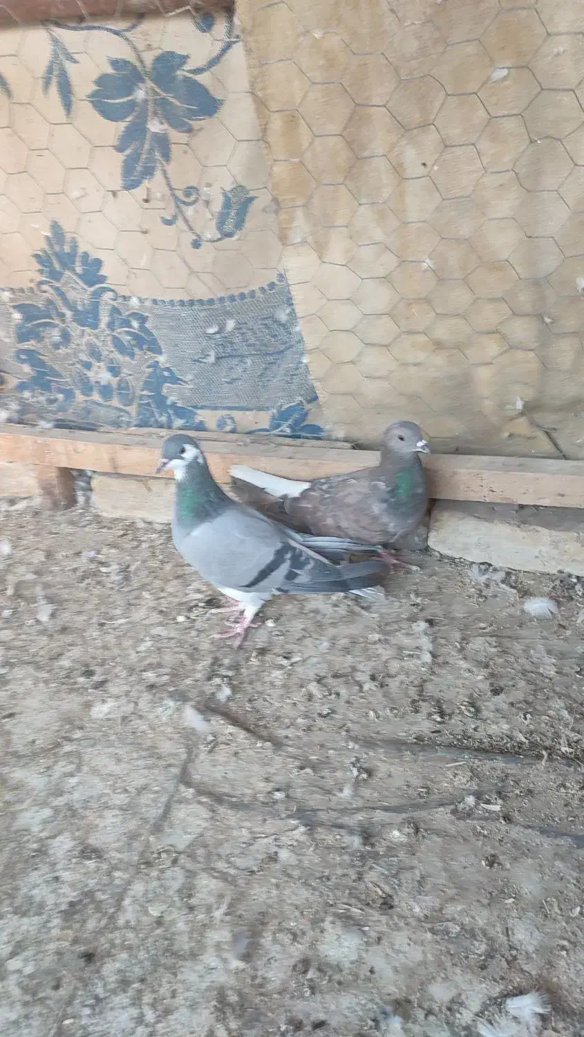 کبوتر سیمونی وکبوتر سینه خرقه کامل دمگیر|پرنده|اصفهان, طامه|دیوار
