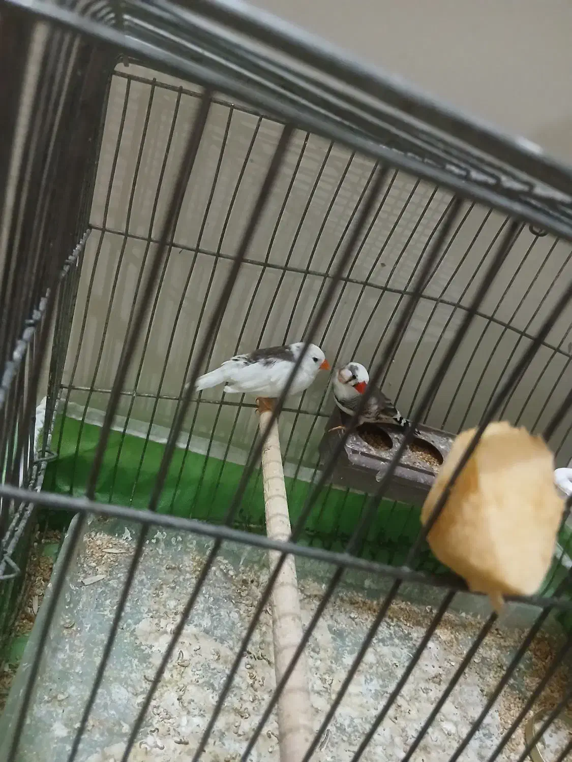 فنچ|پرنده|خمینی‌شهر, |دیوار