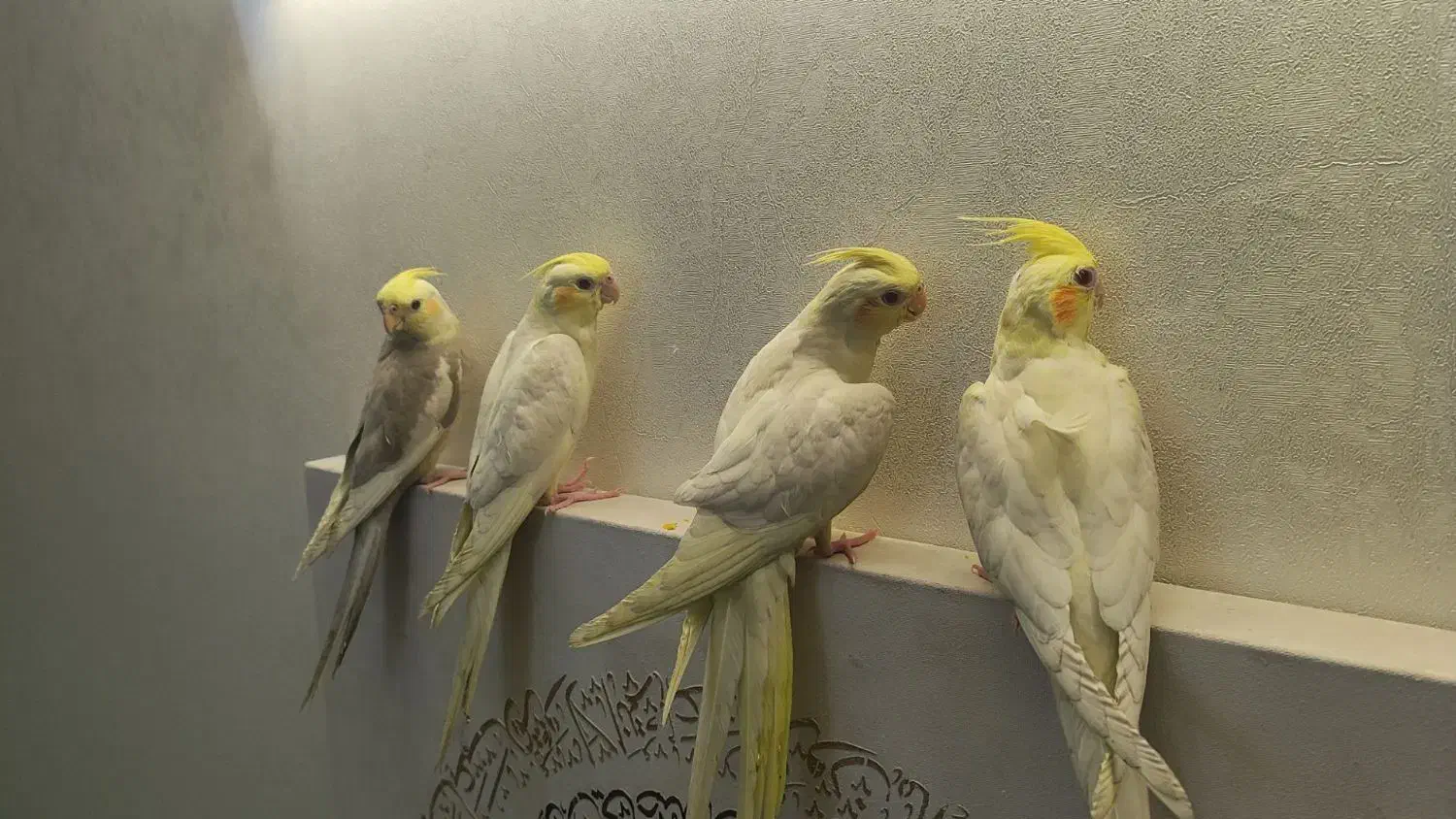 عروس هلندی|پرنده|ری, دولت‌آباد|دیوار