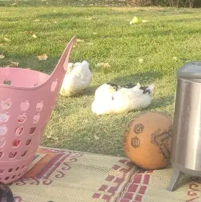 فروش اردک|پرنده|شیراز, لاله|دیوار